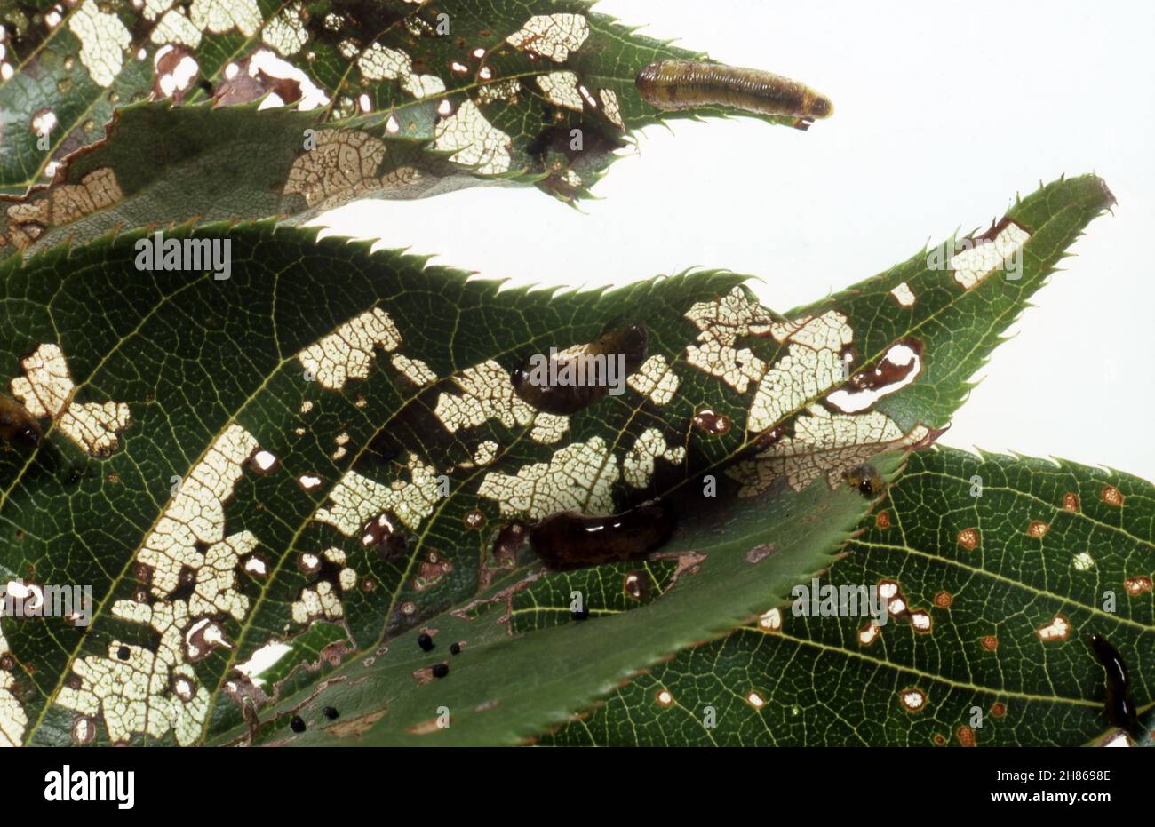 LARVES DE LA POIRE ET DE LA LIMACE DE CERISIER (CALIROA CERASI) PROVOQUANT UNE SK'ELETONISATION DU FEUILLAGE DES ARBRES FRUITIERS. NOUVELLE-GALLES DU SUD, AUSTRALIE. Banque D'Images