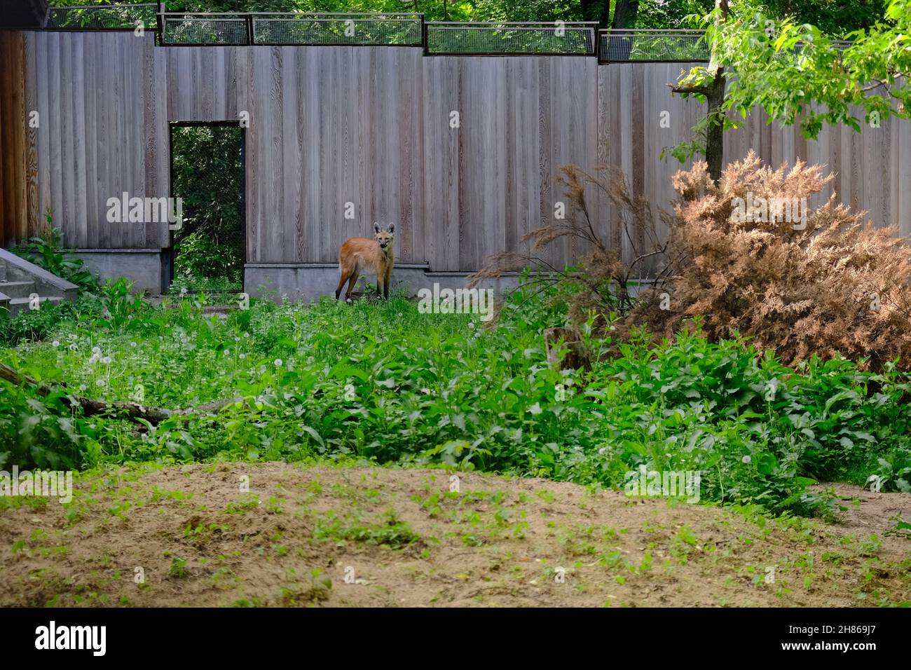 Un loup principal dans un jardin.Photo de haute qualité Banque D'Images