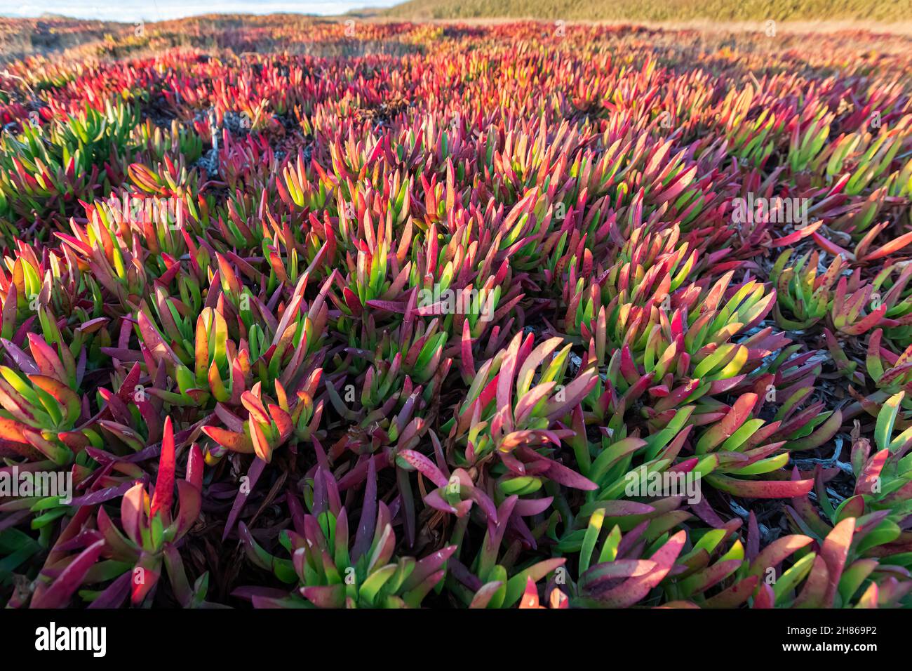 Usine de glace (Carpobrotus edulis) qui devient rouge à l'automne, Glass Beach, fort Bragg, comté de Mendocino, Californie,ÉTATS-UNIS Banque D'Images