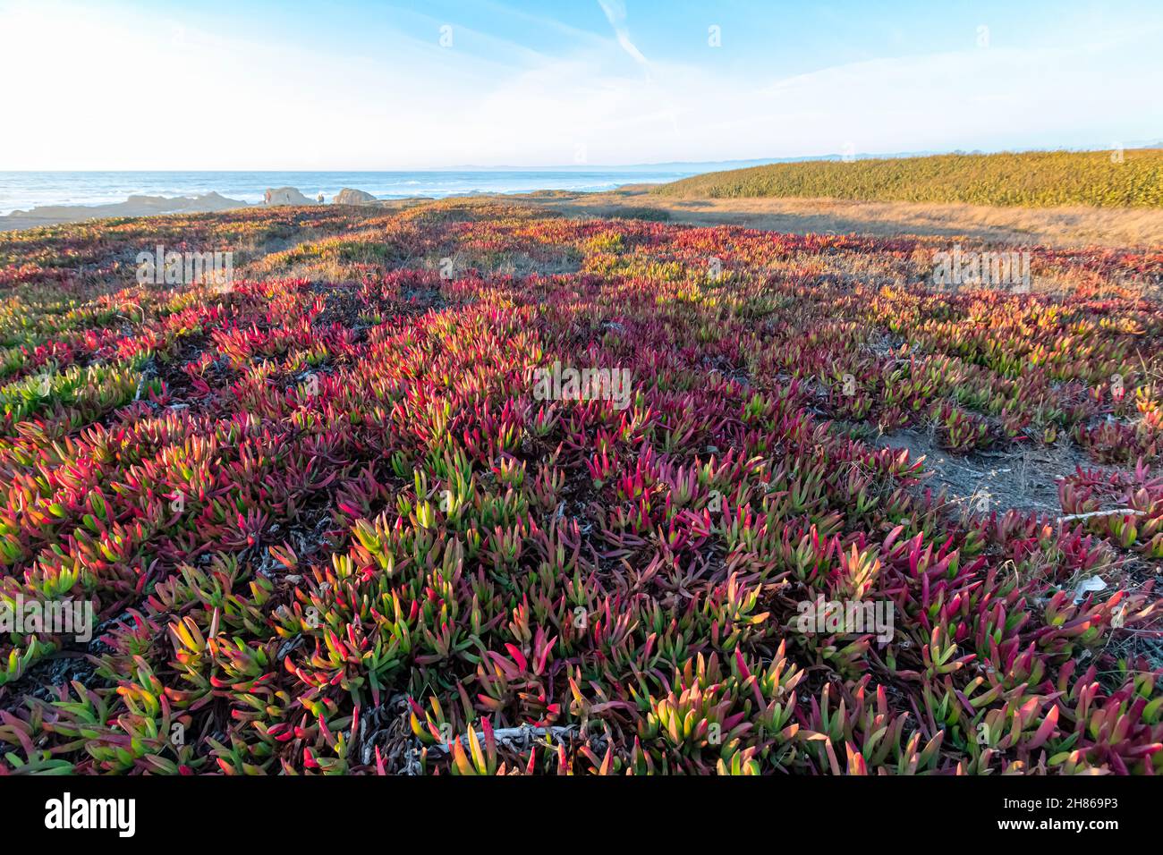 Usine de glace (Carpobrotus edulis) qui croît le long de la côte et qui devient rouge à la suite des températures d'automne, Glass Beach, fort Bragg, comté de Mendocino, Californie,ÉTATS-UNIS Banque D'Images