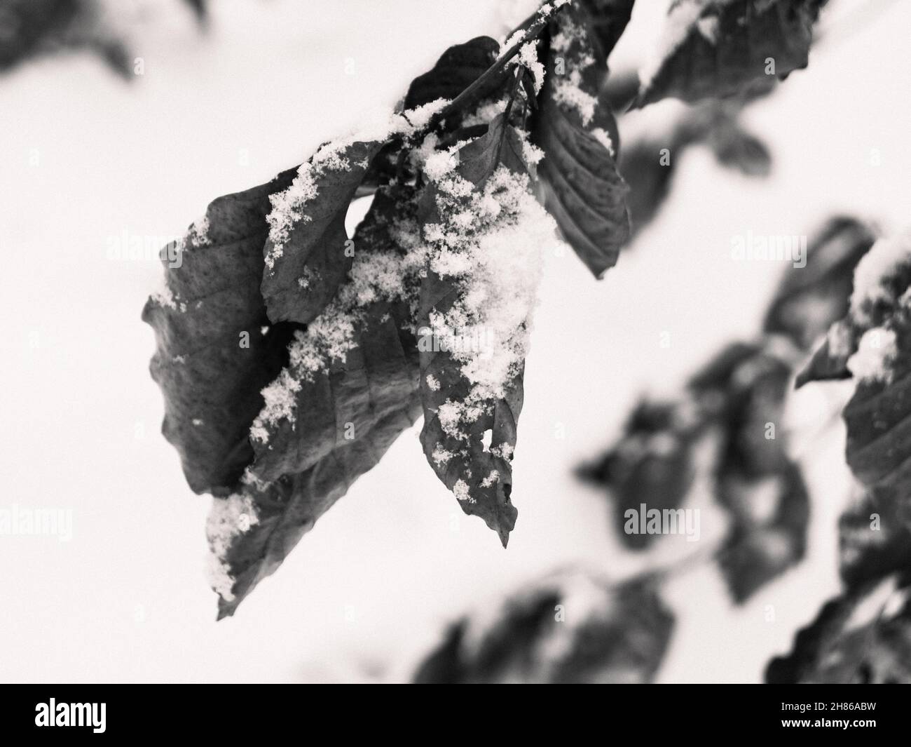 Neige sur feuilles flétries détail en hiver en noir et blanc monochrome Banque D'Images