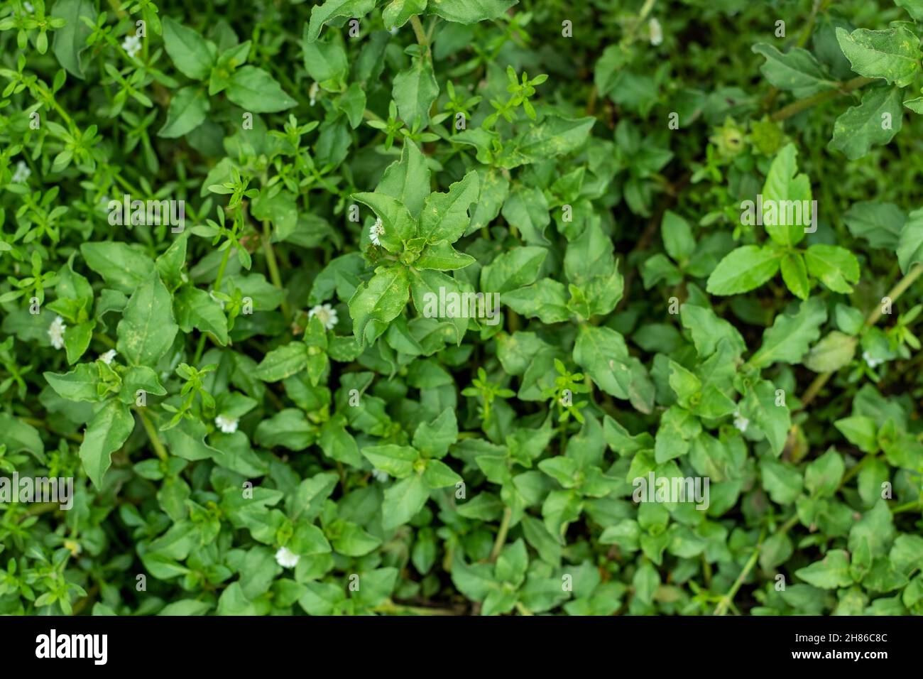 Galium saxatile ou paille de lit Heath est une petite plante, avec des tiges courtes.Il y a beaucoup de petites fleurs blanches à quatre pétales très odorantes Banque D'Images