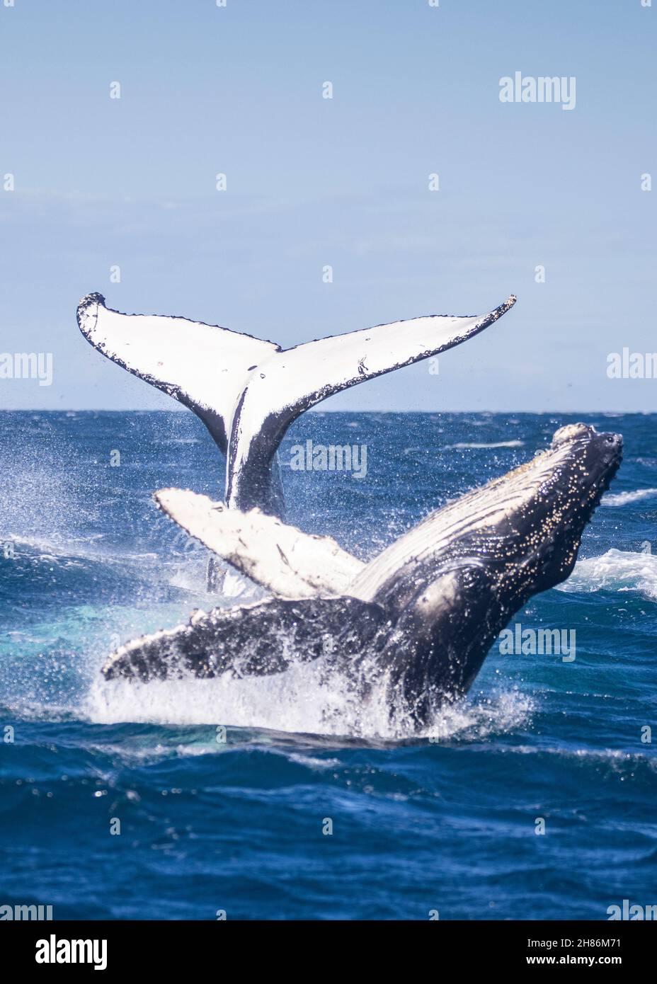 Photombs de veau de baleine à bosse devant sa mère. Banque D'Images