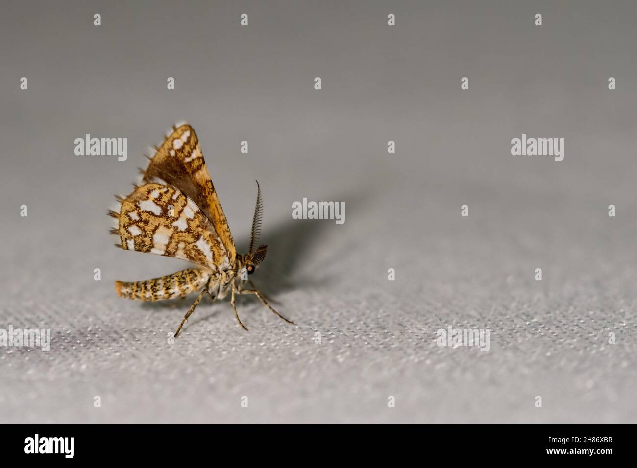 Papillons De Nuit Banque D Image Et Photos Alamy