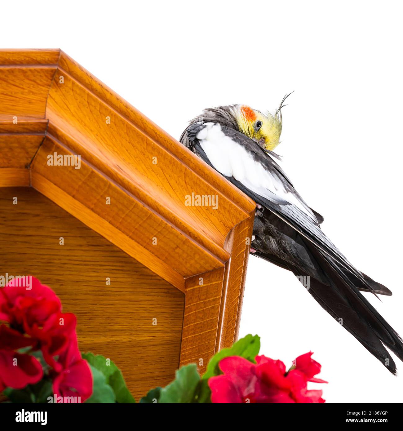 Photographie d'un oiseau appelé Carolina ou Nymph lavage sur un fond blanc.la photo est prise en format carré et au premier plan il y a une bouqu Banque D'Images