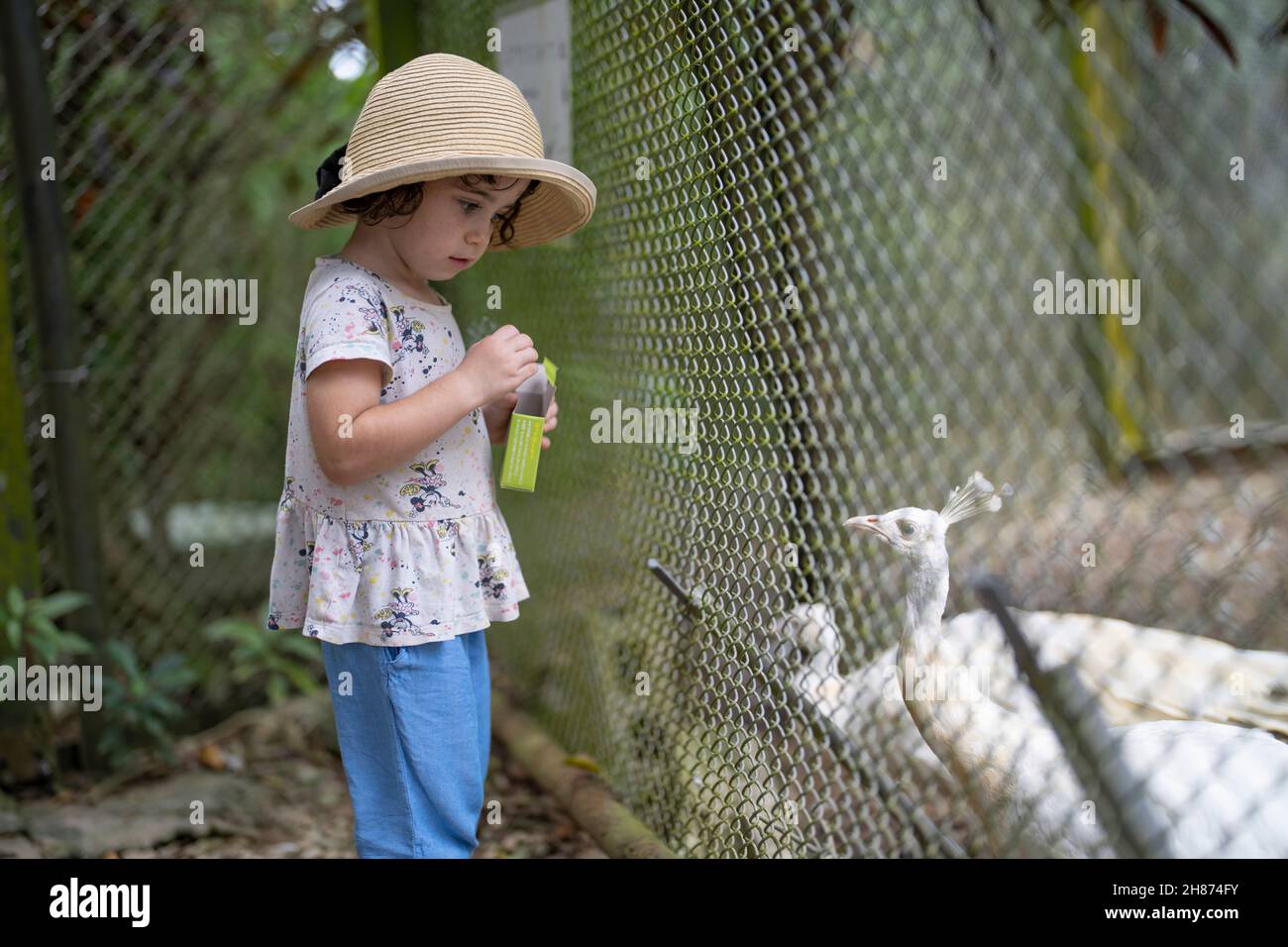 Une jeune fille de 3 ans nourrit des oiseaux à Neo Park, Nago City, Okinawa, Japon Banque D'Images