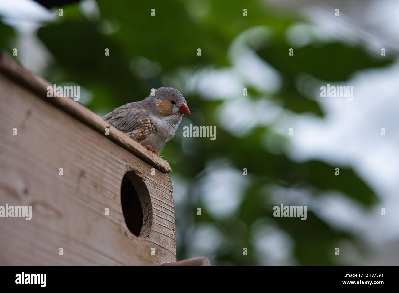Zebra finch paire sur une maison d'oiseaux. Petits oiseaux chanteurs colorés.Des dessins magnifiquement détaillés dans le plumage. Banque D'Images