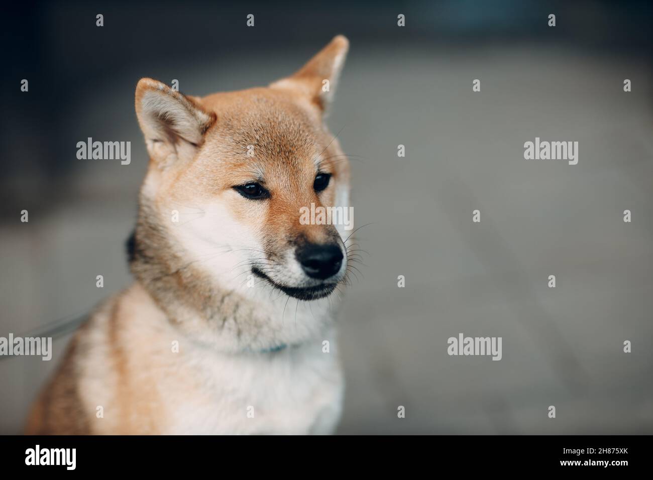 Chien Shiba Inu De Race Nationale Japonaise Rouge Hurle A La Tortoiseshell Maine Coon Chat Pres De La Capitale Pilaster Sur Fond Bleu En Studio A L Interieur Horisonta Photo Stock Alamy