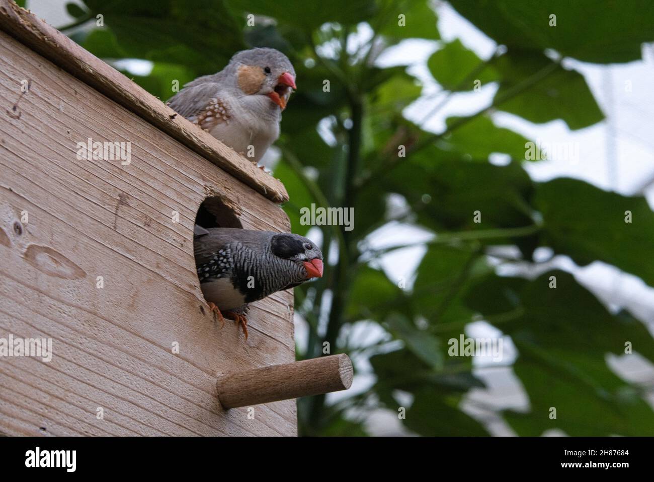 Zebra finch paire sur une maison d'oiseaux. Petits oiseaux chanteurs colorés.Des dessins magnifiquement détaillés dans le plumage. Banque D'Images