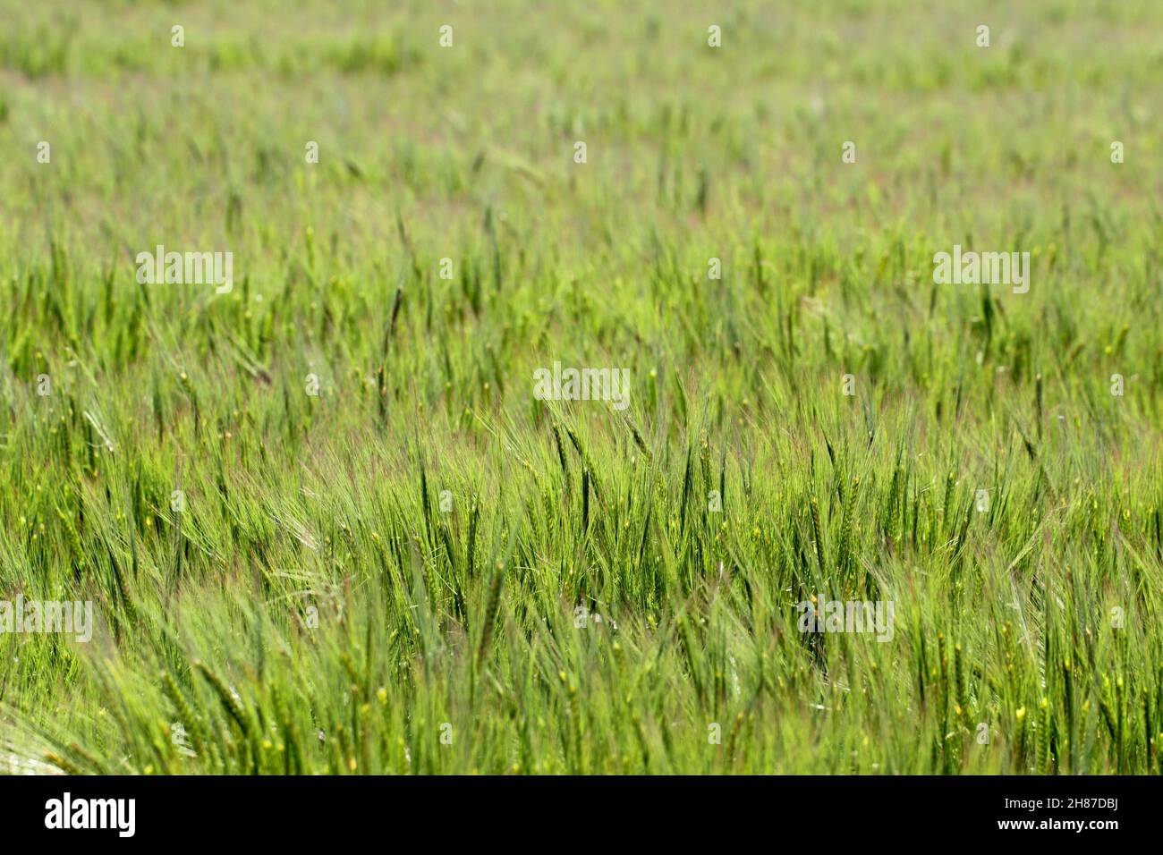 Champ d'orge au coucher du soleil, le grain d'orge est utilisé pour la farine, le pain d'orge, la bière d'orge, quelques whiskys, quelques vodkas,et fourrage animal. Banque D'Images