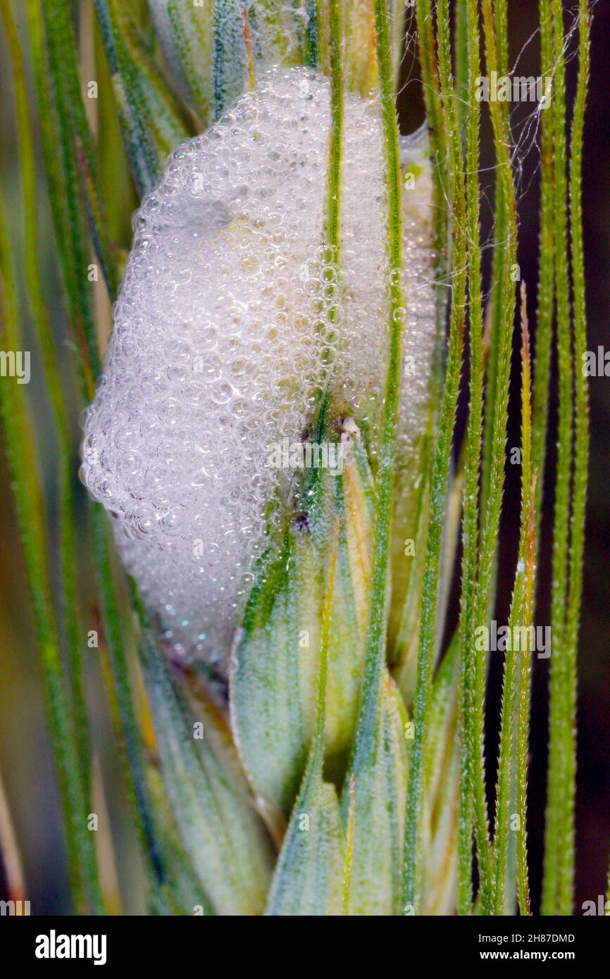 Philaenus spumarius, le grenouille des prés ou le spitlebug des prés de la famille des Aphrophoridae sur les céréales. Banque D'Images