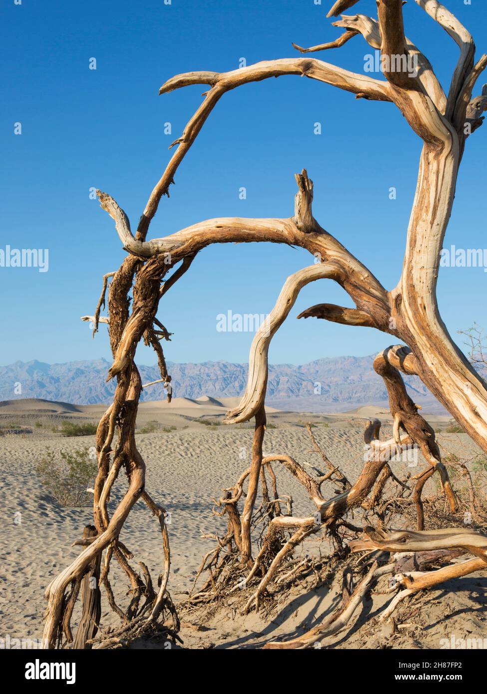 Parc national de Death Valley, Californie, États-Unis.Vue sur le désert jusqu'aux dunes de sable de Mesquite Flat et à Amargosa Range, arbre mort en premier plan. Banque D'Images