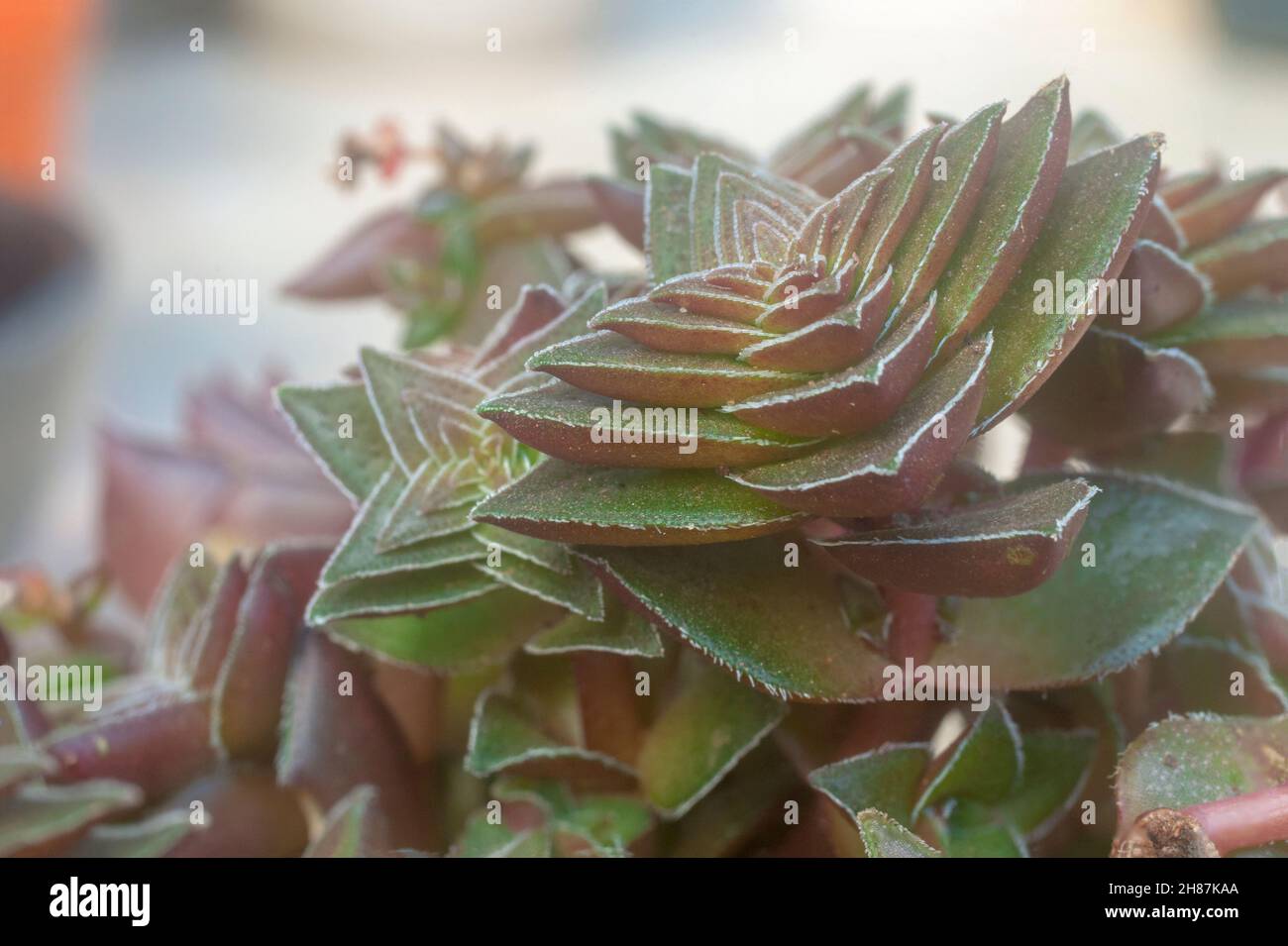 Forme compacte de Crassula capitella (flamme rouge, Pagode rouge ou usine de feu de camp) est une plante succulente vivace originaire de l'Afrique australe.J'ai photographié Banque D'Images Forme compacte de Crassula capitella (flamme rouge, Pagode rouge ou usine de feu de camp) est une plante succulente vivace originaire de l'Afrique australe.J'ai photographié Banque D'Images