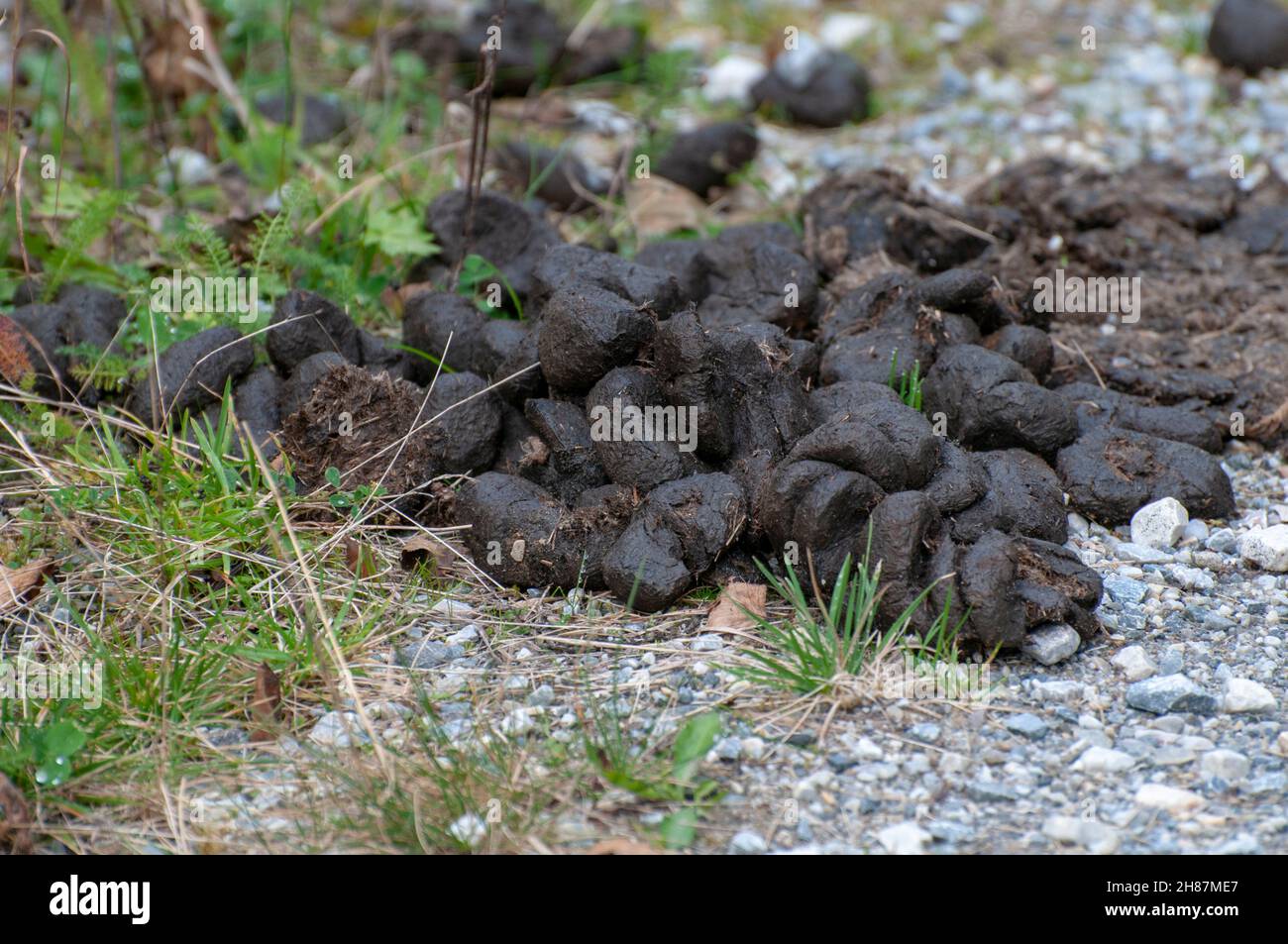 La bouse de vache sur le chemin dans la vallée de Stubai, dans le Tyrol, Autriche Banque D'Images