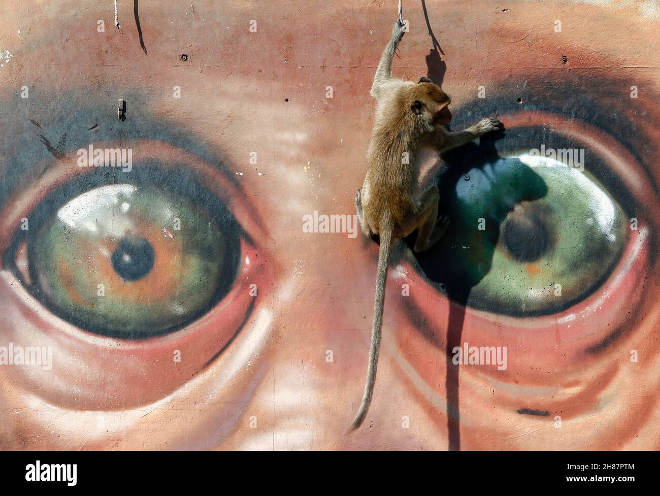 Lopuri, Thaïlande.28 novembre 2021.Un singe grimpe sur un graffiti pendant la 33ème fête annuelle Monkey Party Festival.(Photo de Chaiwat Subprasom/SOPA Images/Sipa USA) crédit: SIPA USA/Alay Live News Banque D'Images