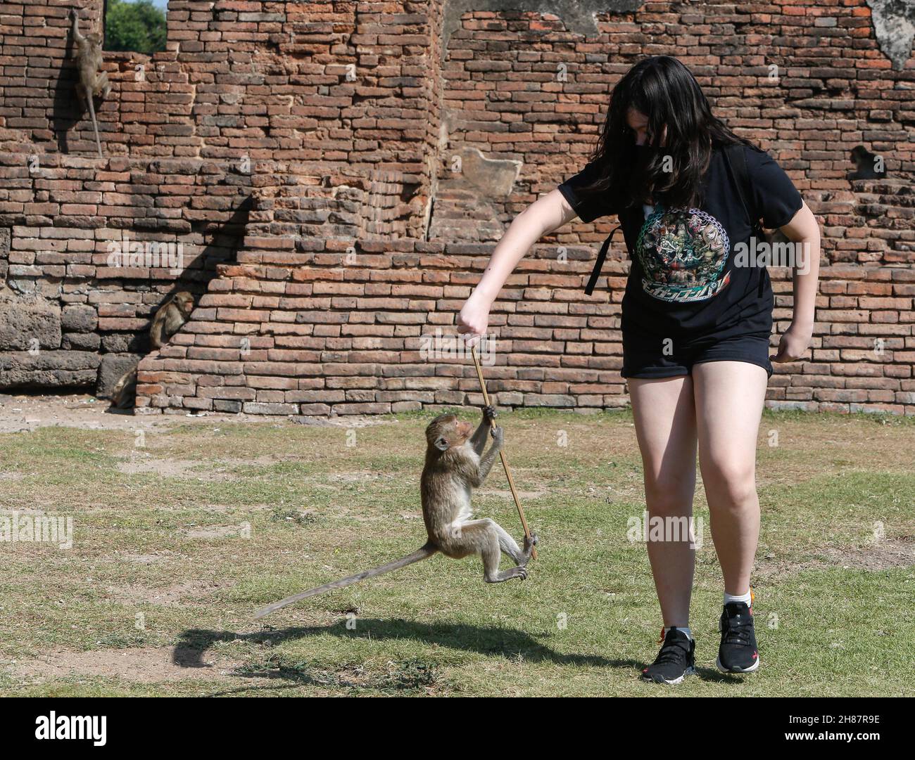 Un singe monte sur un bâton de bois d'un touriste lors du 33ème Festival annuel Monkey Party, au temple Phra Prang Sam Yot. Banque D'Images