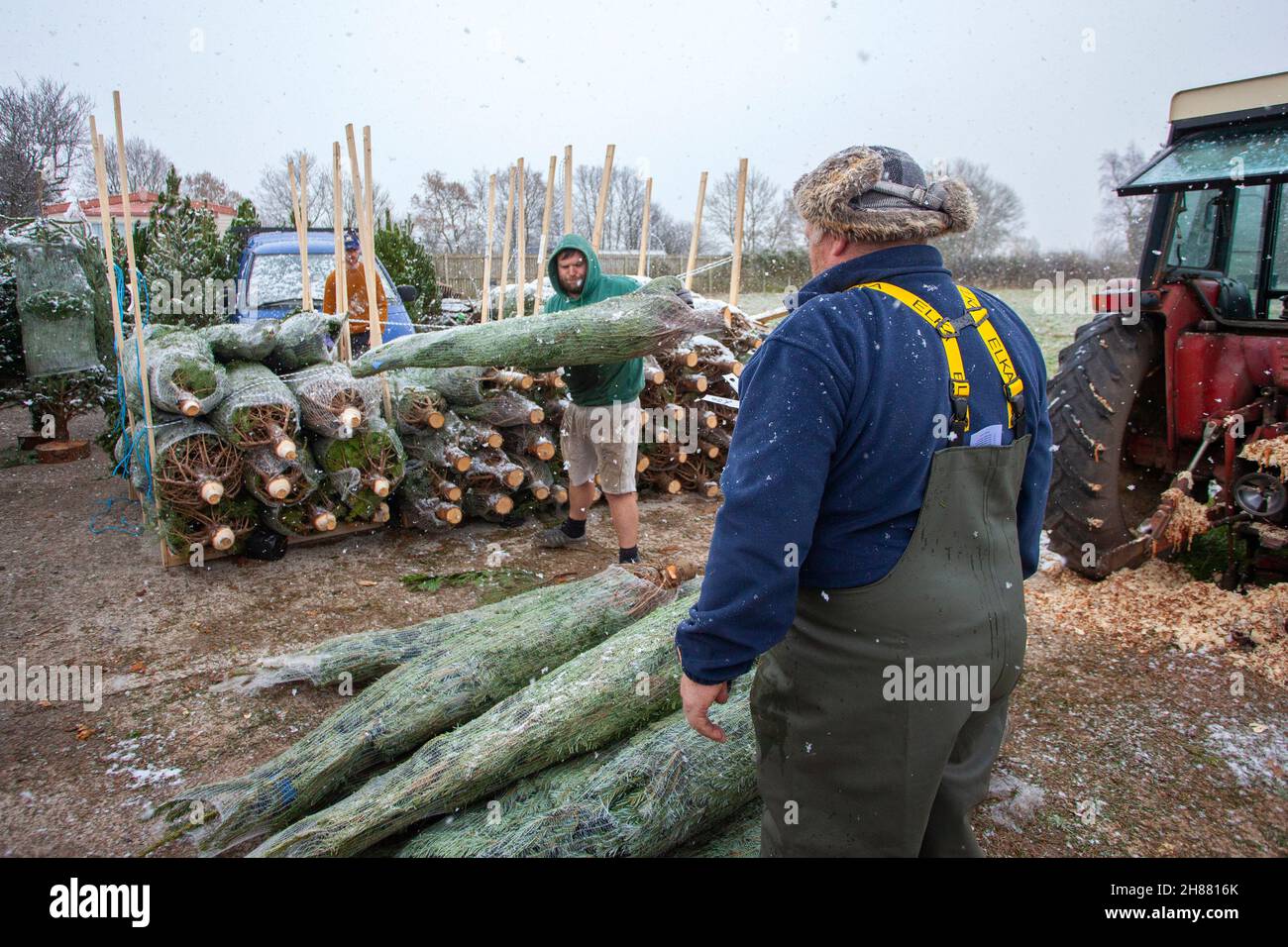 Bretherton.Météo au Royaume-Uni : une entreprise dynamique à la ferme d'arbres de Noël du centre du jardin de Glenroyde comme les premiers neige de l'automne d'hiver dans la campagne du Lancashire.Crédit : MediaWorldImages/AlamyLiveNews Banque D'Images