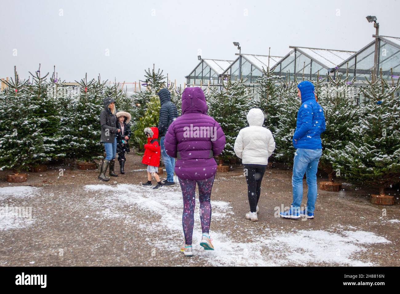 Bretherton. Météo au Royaume-Uni : une entreprise dynamique à la ferme d'arbres de Noël du centre du jardin de Glenroyde comme les premiers neige de l'automne d'hiver dans la campagne du Lancashire. Banque D'Images