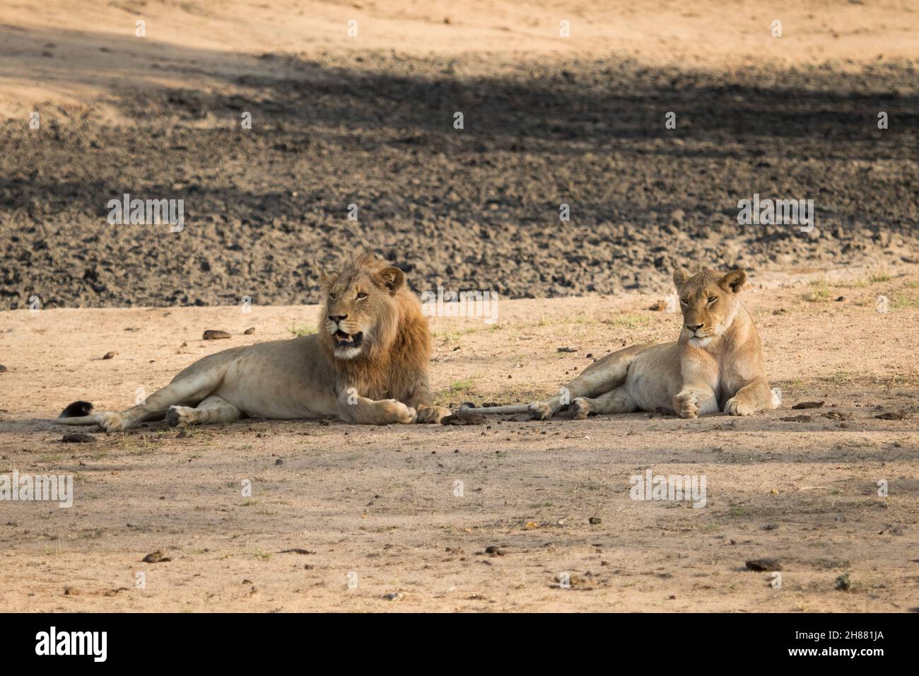 Photo d'un lion femelle mâle à côté l'un de l'autre, le Grand Kruger. Banque D'Images