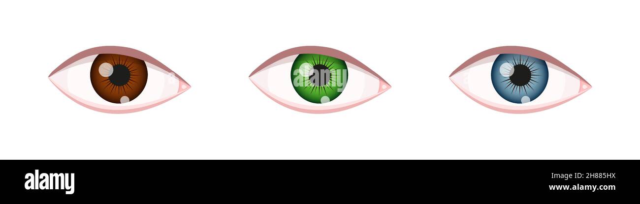 Yeux de différentes couleurs.Globes oculaires à iris marron, vert et bleu.Vue rapprochée de l'organe de vision humain.Illustration vectorielle réaliste. Illustration de Vecteur