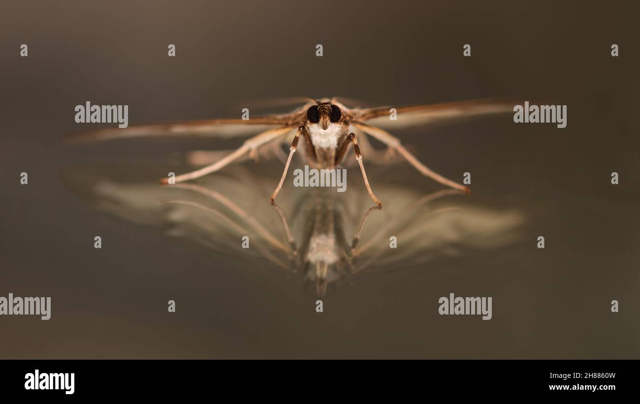 Cydalima perspectalis - boîte arbre Moth portrait, réflexion sur le verre.Août 2021 Banque D'Images