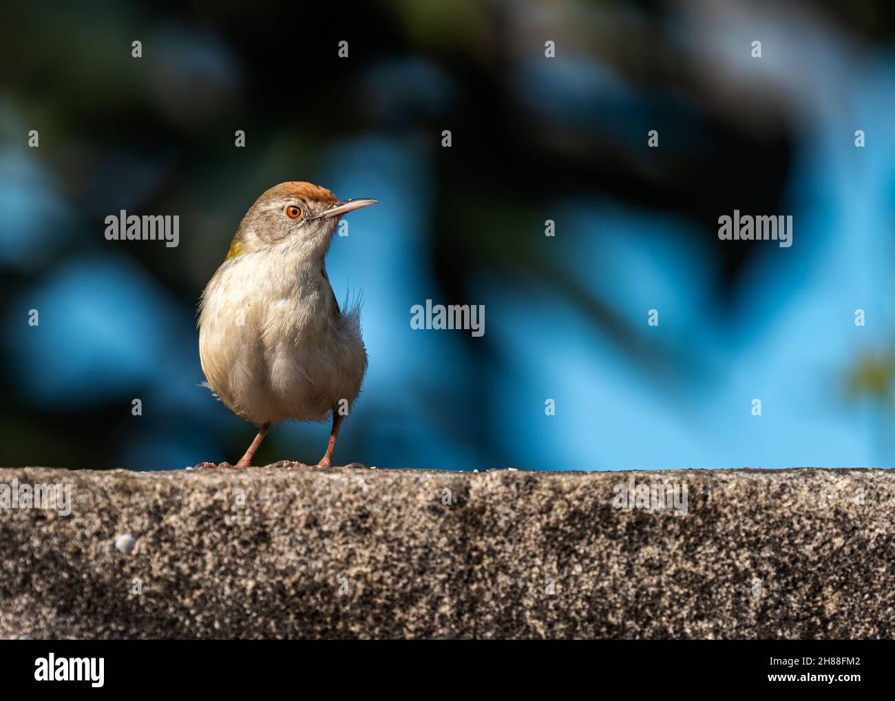 Portrait d'un oiseau sur mesure sur fond bleu Banque D'Images