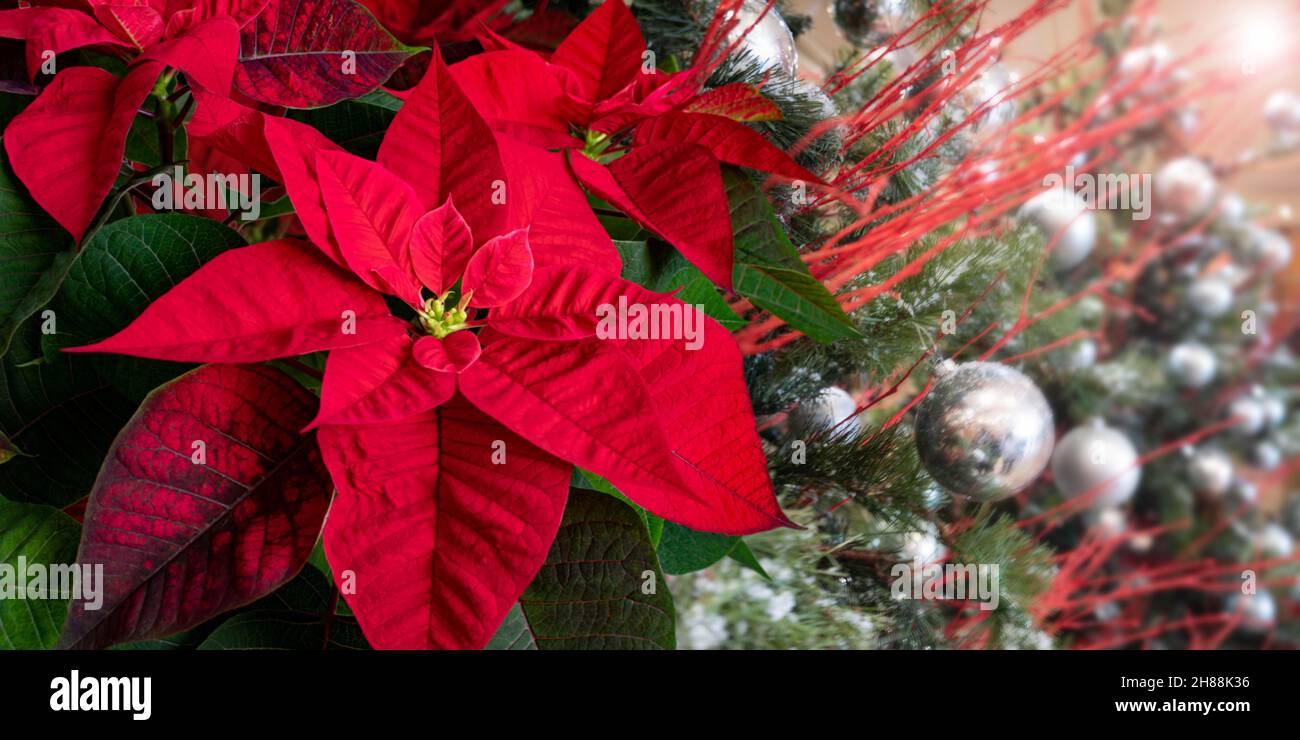 Poinsettia ou euphorbia pulcherrima fleurs sur l'arbre de Noël décoré flou d'arrière-plan.Flor de Pascua.Usine de la veille de Noël. Banque D'Images