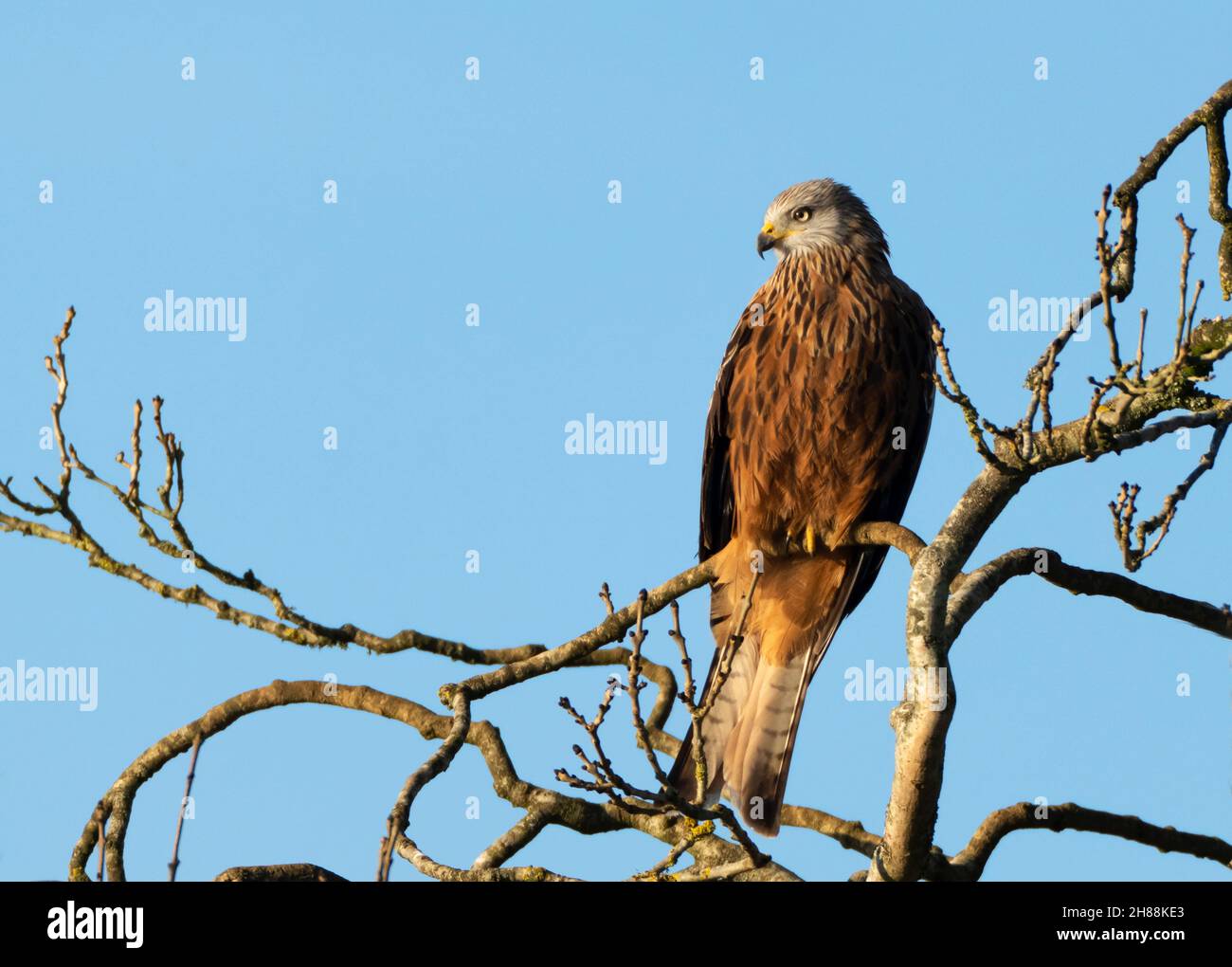 Un cerf-volant sauvage (Milvus milvus) perché à la recherche de proies tôt le matin dans les Cotswolds, Gloucestershire Banque D'Images