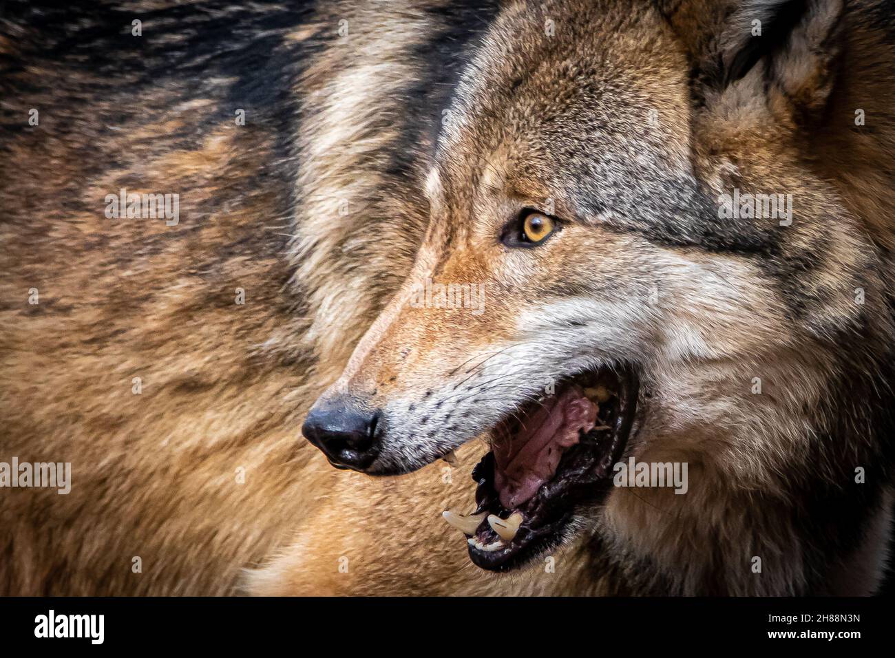 portrait d'un loup européen Banque D'Images