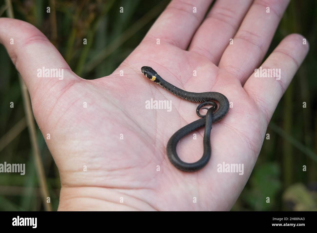 Un petit serpent européen d'herbe natrix natrix sur une paume de gros plan Banque D'Images