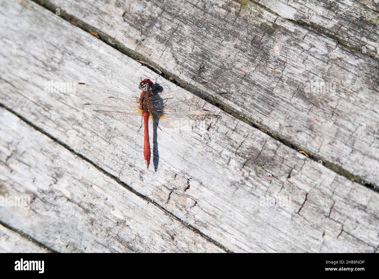 Libellule rouge sur une table en bois vue du dessus Banque D'Images