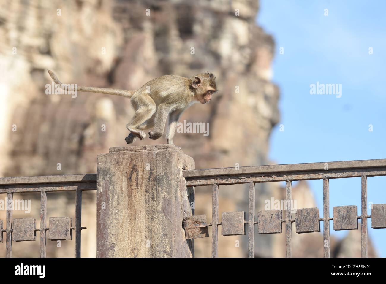 Thaïlande - 28 novembre 2021 le 33ème Monkey buffet Festival 2021 à Phra Prang Sam Yod, lop Buri a reçu l'attention des touristes. Banque D'Images