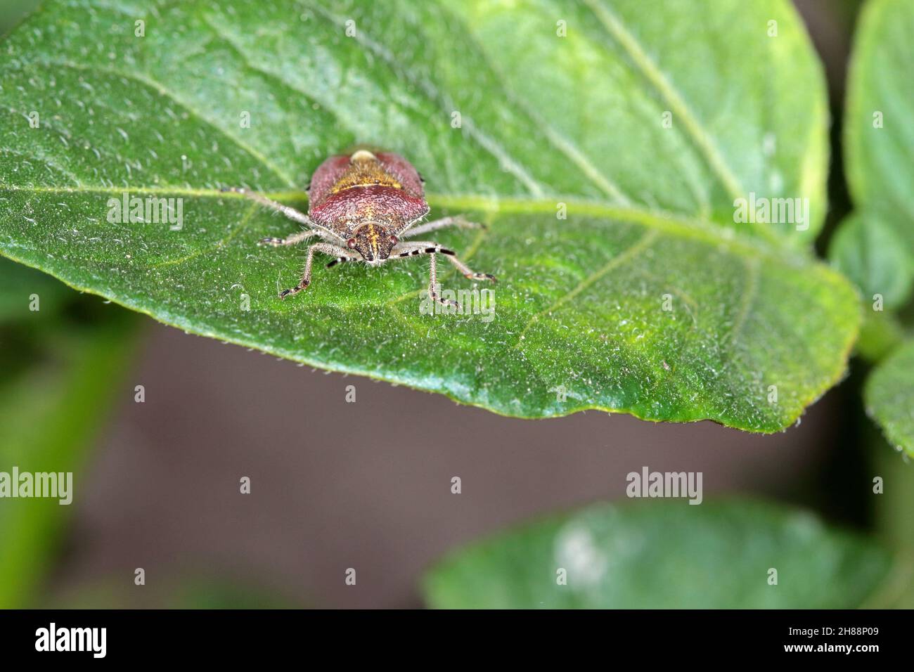 Dolycoris baccarum, la insecte de la sloe, est une espèce de punaise de la famille des Pentatomidae.Insecte sur la feuille de pomme de terre. Banque D'Images