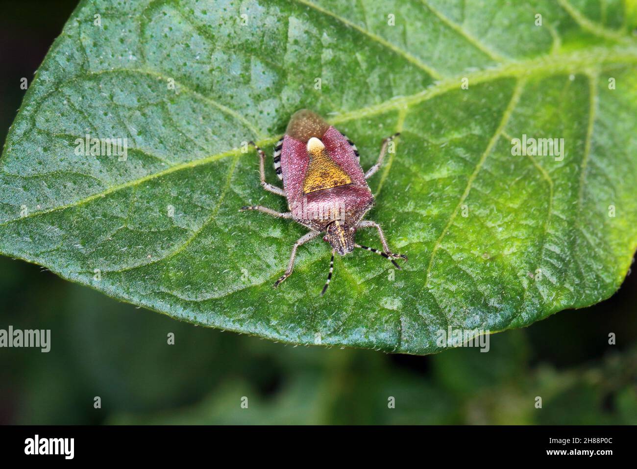 Dolycoris baccarum, la insecte de la sloe, est une espèce de punaise de la famille des Pentatomidae.Insecte sur la feuille de pomme de terre. Banque D'Images