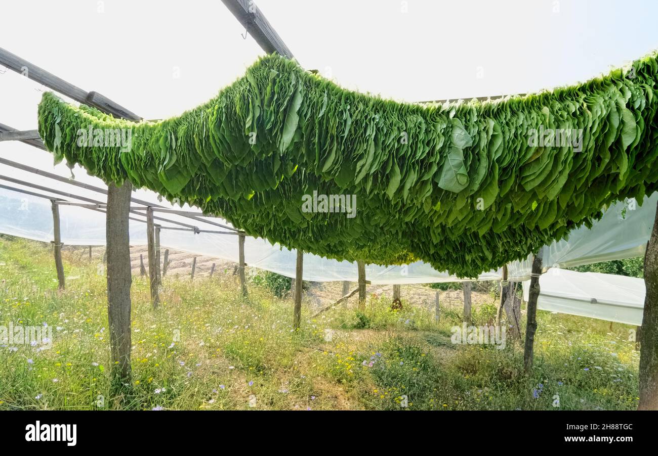 Agriculture traditionnelle dans le nord de la Grèce, les feuilles de tabac sont suspendues pour sécher sur une structure en bois autour de Xanthi Banque D'Images