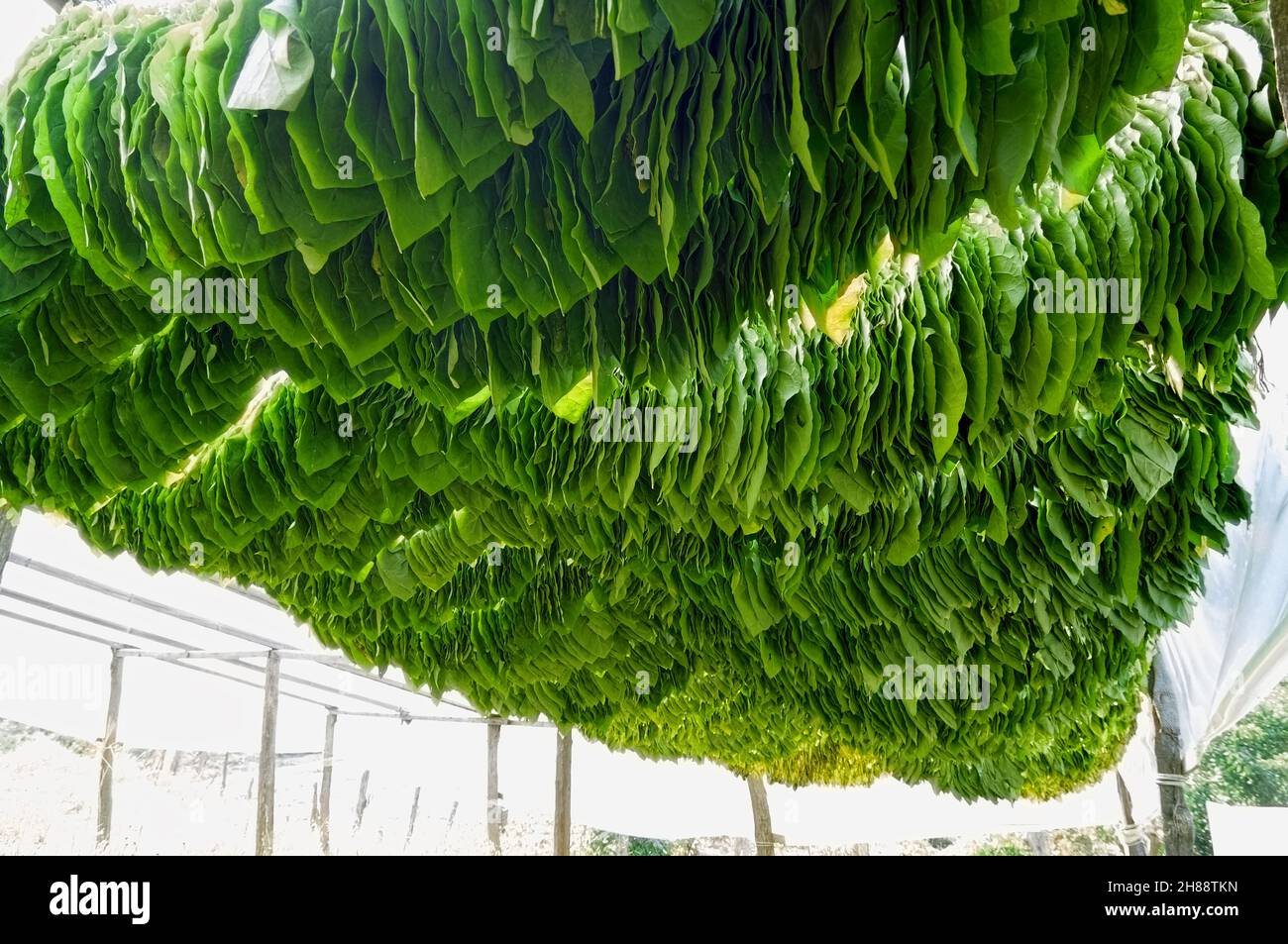 Agriculture traditionnelle dans le nord de la Grèce, les feuilles de tabac sont suspendues pour sécher sur une structure en bois autour de Xanthi Banque D'Images