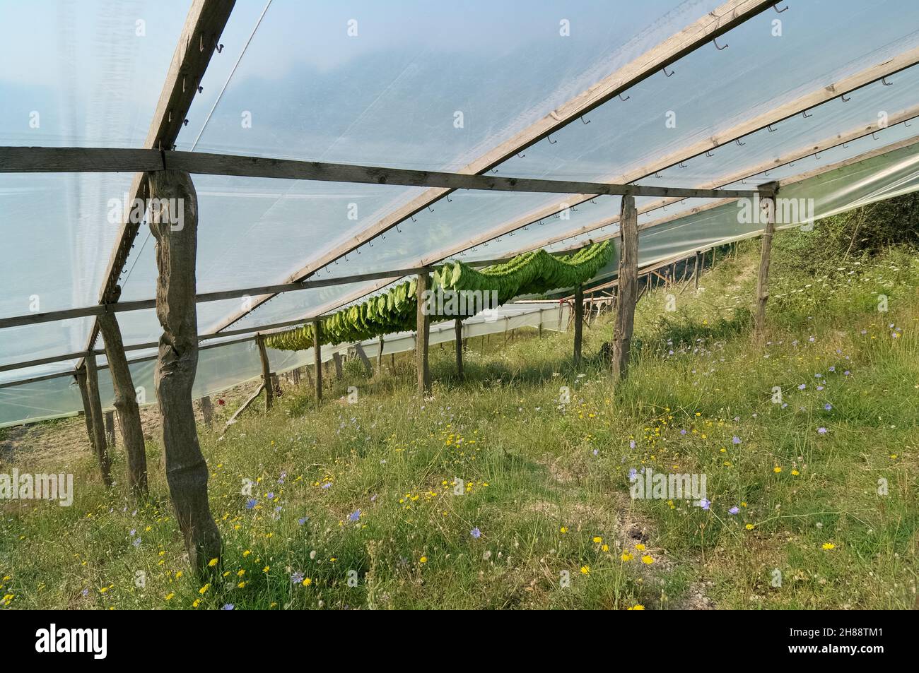 Agriculture traditionnelle dans le nord de la Grèce, les feuilles de tabac sont suspendues pour sécher sur une structure en bois autour de Xanthi Banque D'Images