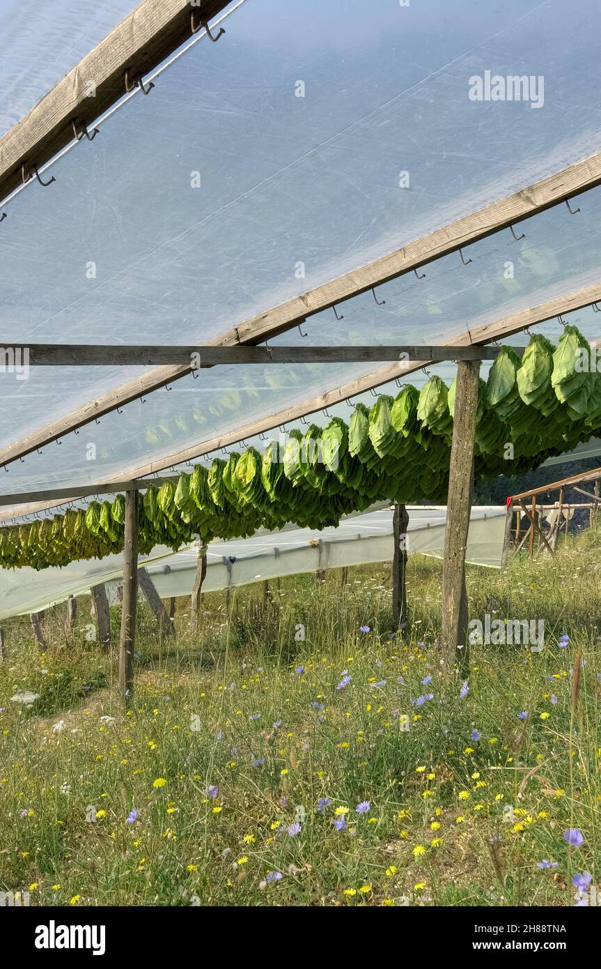 Agriculture traditionnelle dans le nord de la Grèce, les feuilles de tabac sont suspendues pour sécher sur une structure en bois autour de Xanthi Banque D'Images