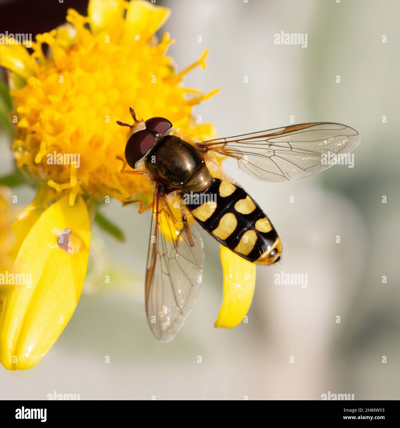 Survoler / survoler Marmalade (Episyrphus balteatus) sur la tête de fleur jaune Banque D'Images