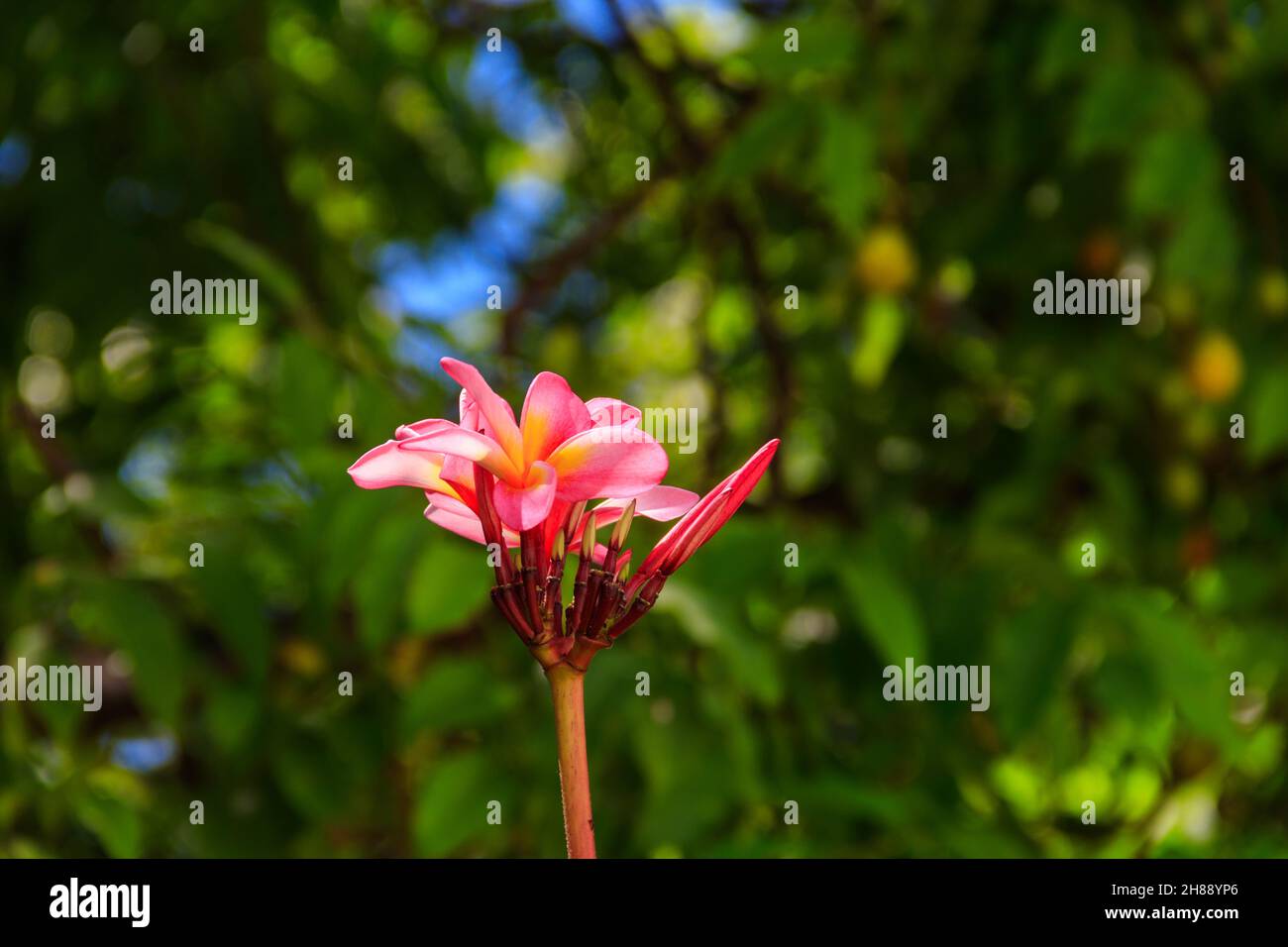 Beau Plumeria en fleurs, également connu sous le nom de Frangipani et arbre du Temple Banque D'Images