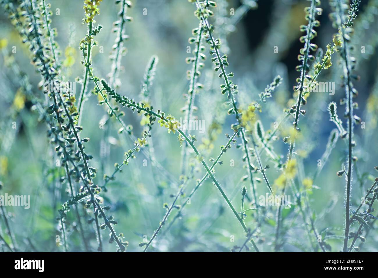 Plante médicale Agrimonie commune ( Agrimonia Eupatoria) floraison en été Banque D'Images