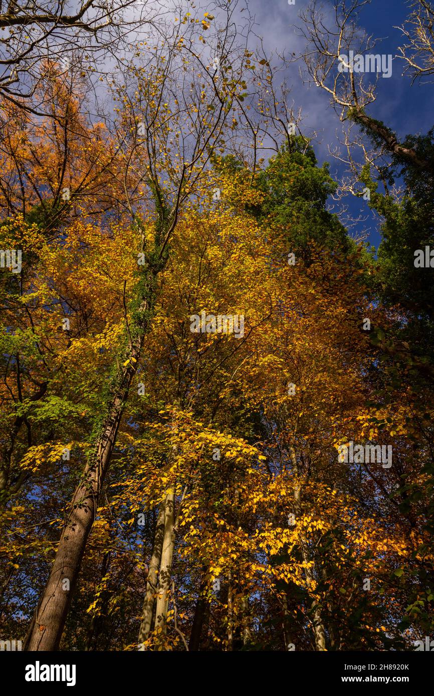 Arbres aux couleurs automnales, têtes de fée, pays de Galles du Nord Banque D'Images