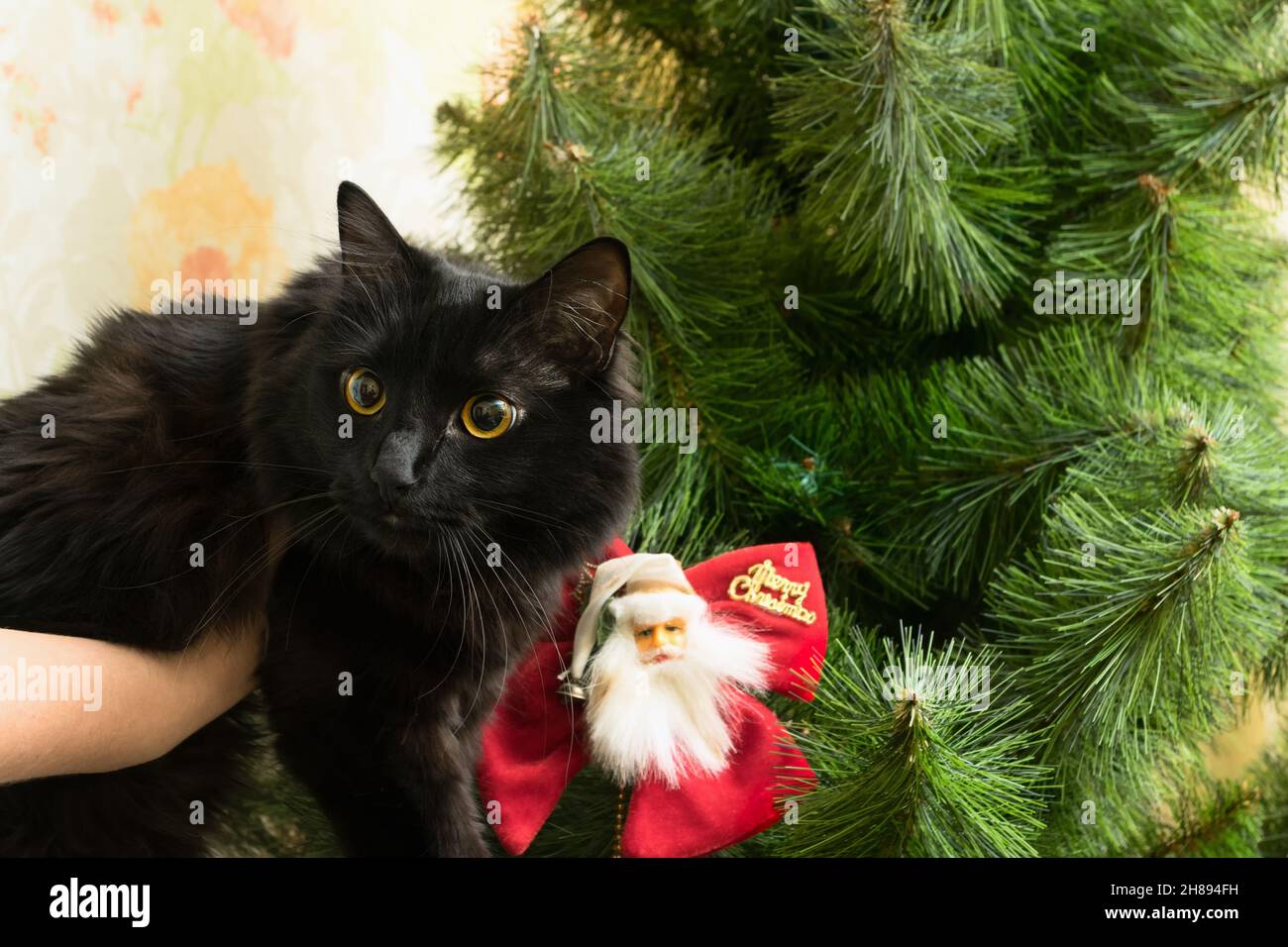 Portrait de Noël d'un chat dans des décorations de fête. Banque D'Images