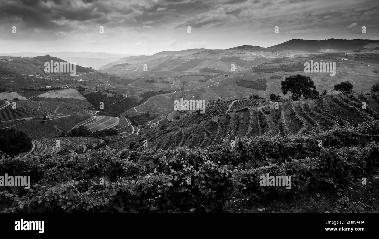 Vue sur le vignoble sur les collines de la vallée du Douro, Porto, Portugal.Photo en noir et blanc. Banque D'Images