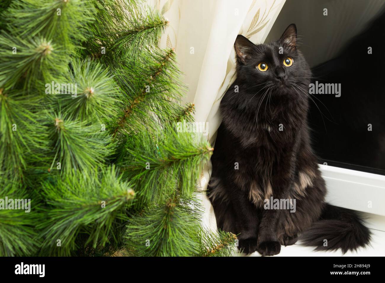 Portrait de Noël d'un chat dans des décorations de fête. Banque D'Images