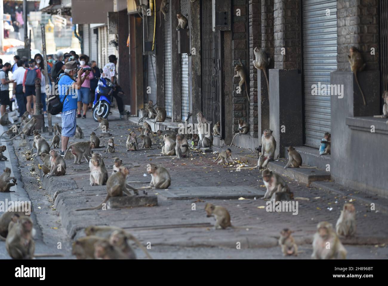 Lop Buri, lop Buri, Thaïlande.28 novembre 2021.Thaïlande - magasin en face de Phra Prang Sam Yod, province de Lophuri un grand groupe de singes occupent cette zone a été habité depuis longtemps permettant aux gens de vivre dans la vie quotidienne ensemble le 28 novembre 2021.(Credit image: © Teera Noisakran/Pacific Press via ZUMA Press Wire) Credit: ZUMA Press, Inc./Alamy Live News Banque D'Images