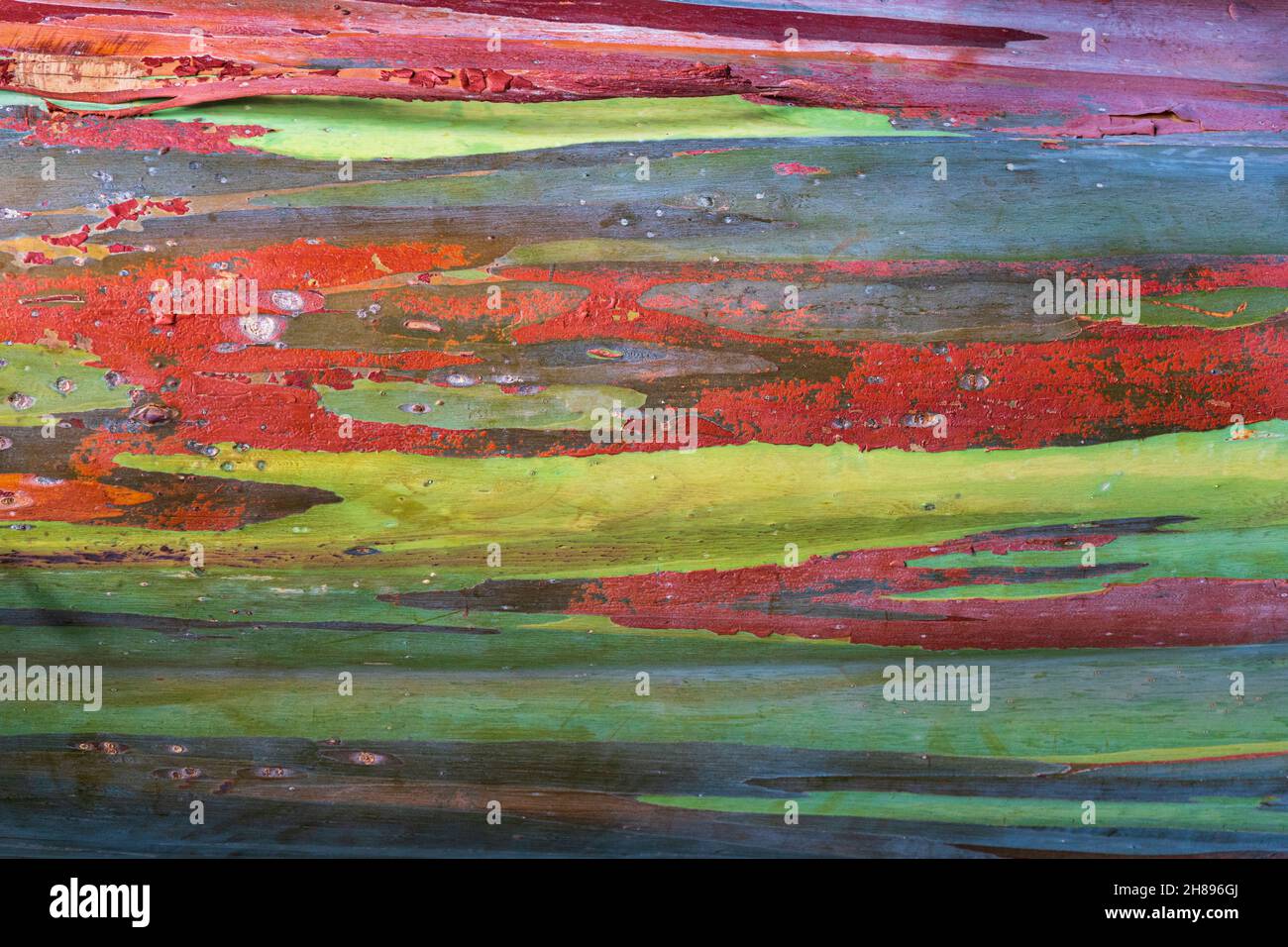 Eucalyptus arc-en-ciel a.k.a. gomme Mindanao (Eucalyptus deglupta), gros plan de l'écorce de tronc d'arbre - Floride, États-Unis Banque D'Images