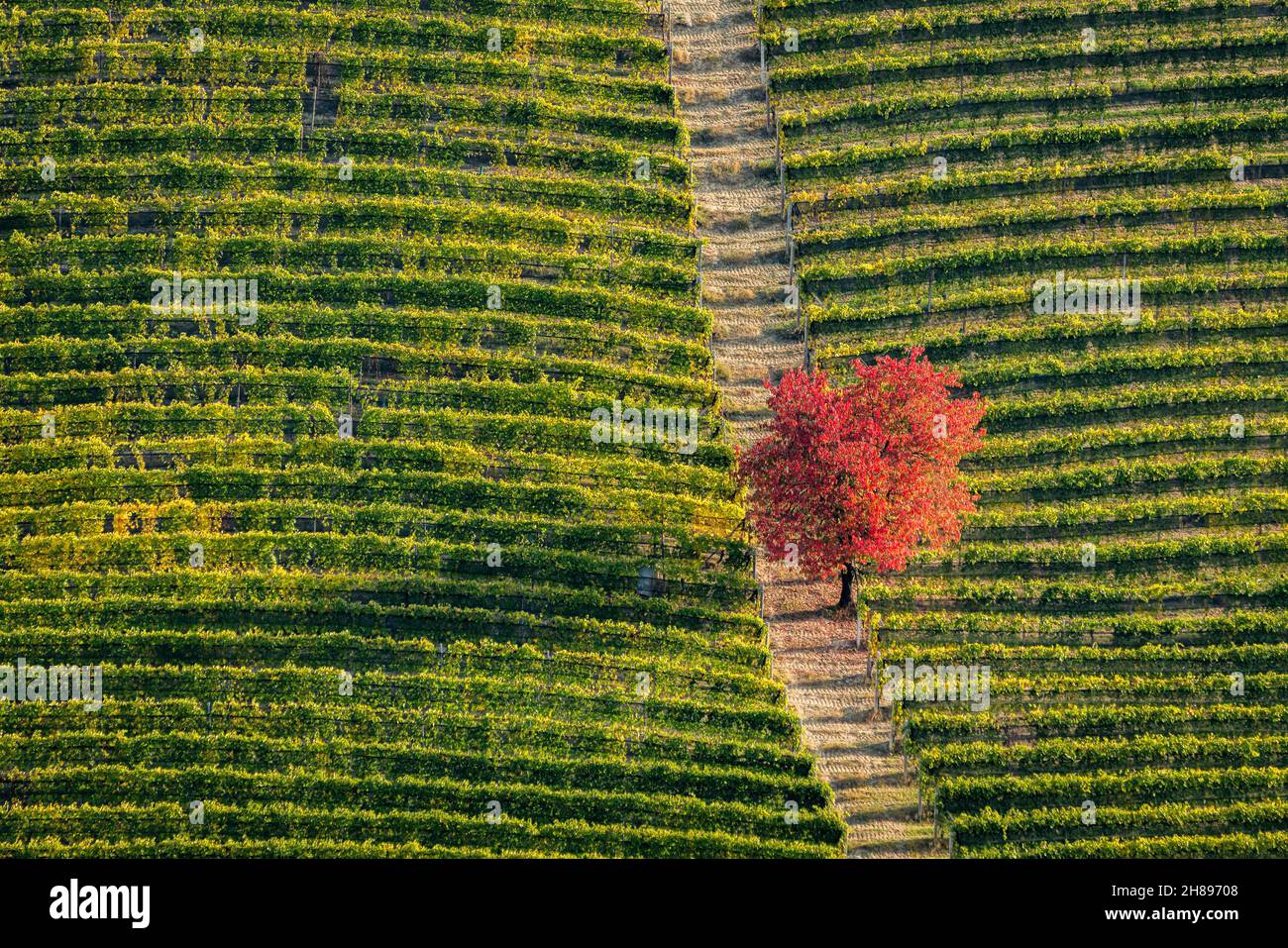 Des couleurs d'automne incroyables près du village de Serralunga d'Alba.Dans la région de Langhe, Cuneo, Piémont, Italie. Banque D'Images
