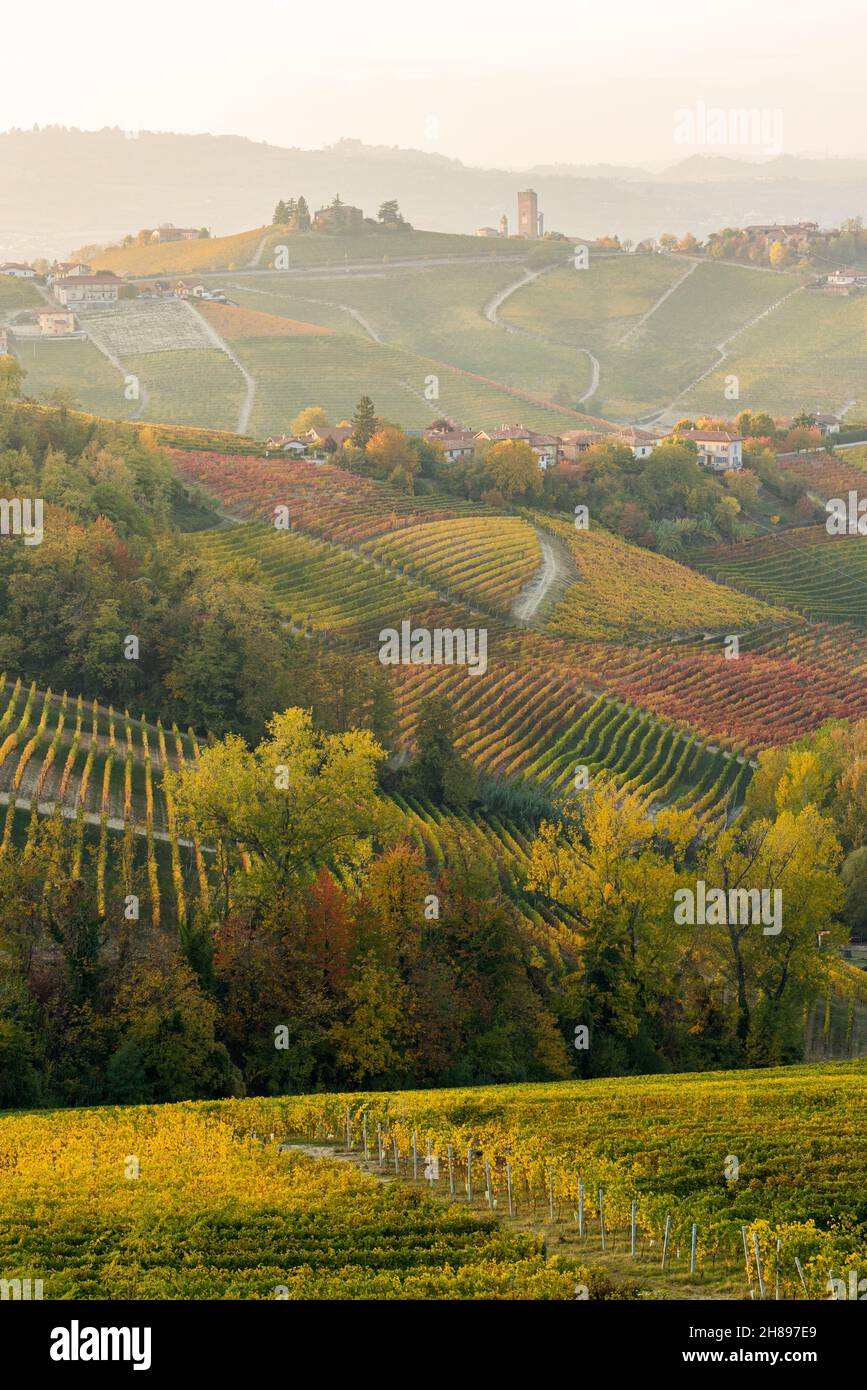 Belles collines et vignobles en automne autour du village de Barbaresco.Dans la région de Langhe, Cuneo, Piémont, Italie. Banque D'Images