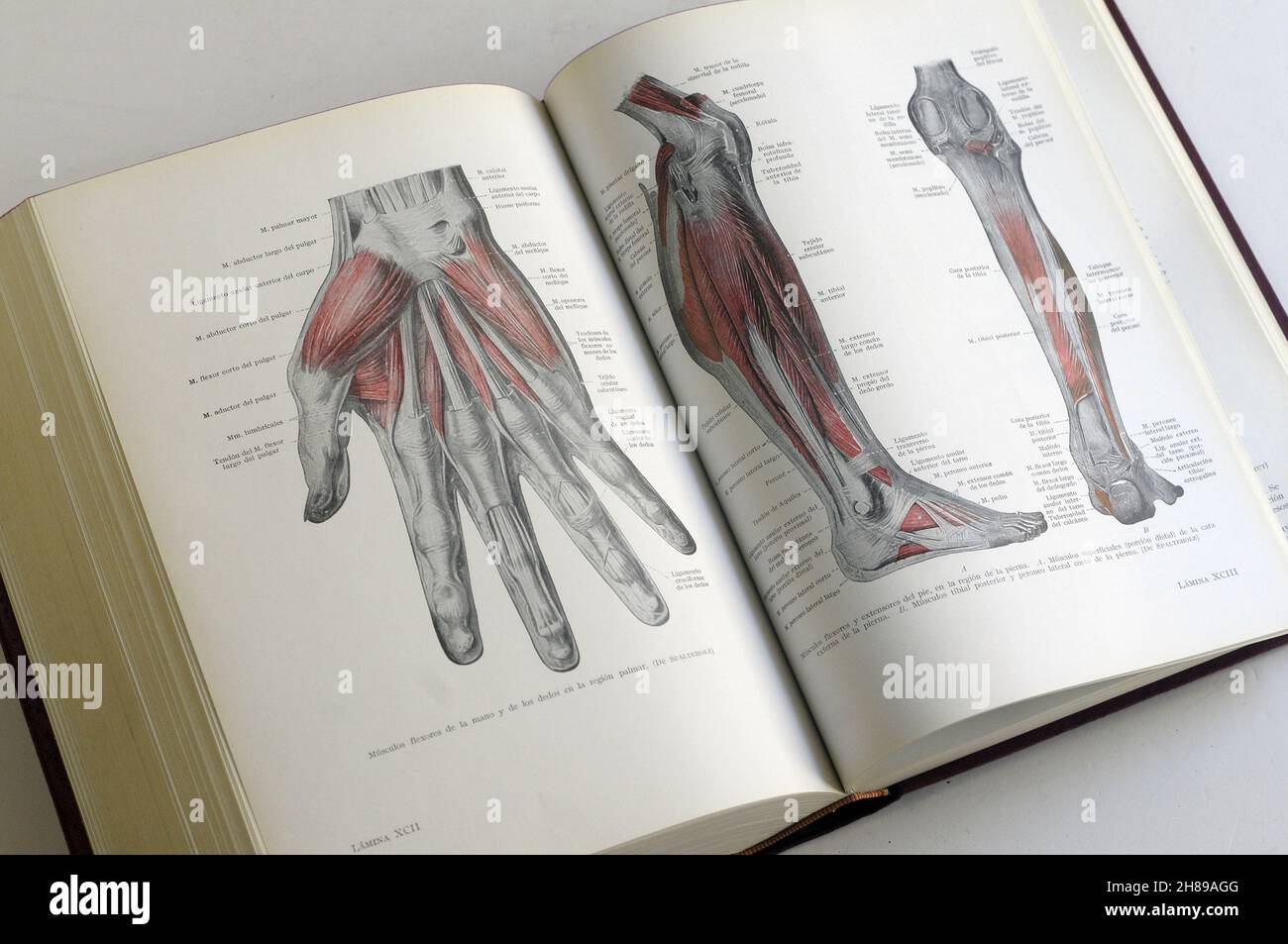 livre de biologie humaine. muscles du bras et hamd, muscles du corps humain Banque D'Images